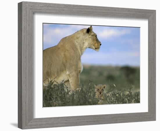 Lioness (Panthera Leo) with Small Cub, Kalahari Gemsbok Park, South Africa, Africa-Steve & Ann Toon-Framed Photographic Print