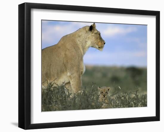 Lioness (Panthera Leo) with Small Cub, Kalahari Gemsbok Park, South Africa, Africa-Steve & Ann Toon-Framed Photographic Print