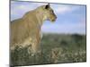 Lioness (Panthera Leo) with Small Cub, Kalahari Gemsbok Park, South Africa, Africa-Steve & Ann Toon-Mounted Photographic Print