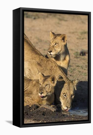 Lioness (Panthera Leo) with Two Cubs, Drinking, Kruger National Park, South Africa, Africa-Ann & Steve Toon-Framed Premier Image Canvas