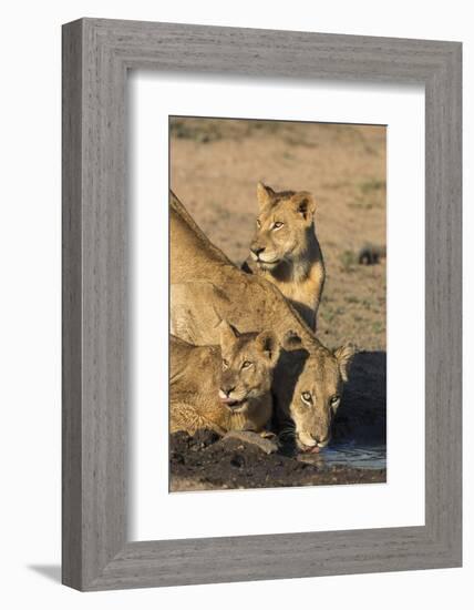 Lioness (Panthera Leo) with Two Cubs, Drinking, Kruger National Park, South Africa, Africa-Ann & Steve Toon-Framed Photographic Print