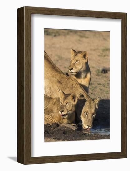 Lioness (Panthera Leo) with Two Cubs, Drinking, Kruger National Park, South Africa, Africa-Ann & Steve Toon-Framed Photographic Print