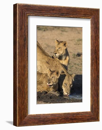 Lioness (Panthera Leo) with Two Cubs, Drinking, Kruger National Park, South Africa, Africa-Ann & Steve Toon-Framed Photographic Print