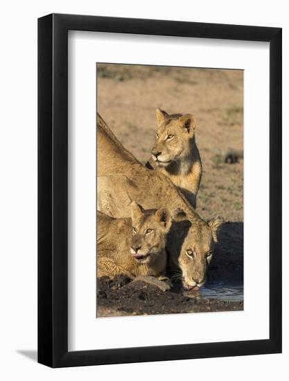 Lioness (Panthera Leo) with Two Cubs, Drinking, Kruger National Park, South Africa, Africa-Ann & Steve Toon-Framed Photographic Print