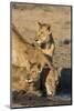 Lioness (Panthera Leo) with Two Cubs, Drinking, Kruger National Park, South Africa, Africa-Ann & Steve Toon-Mounted Photographic Print