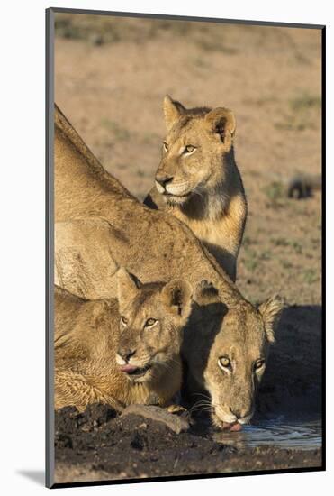 Lioness (Panthera Leo) with Two Cubs, Drinking, Kruger National Park, South Africa, Africa-Ann & Steve Toon-Mounted Photographic Print