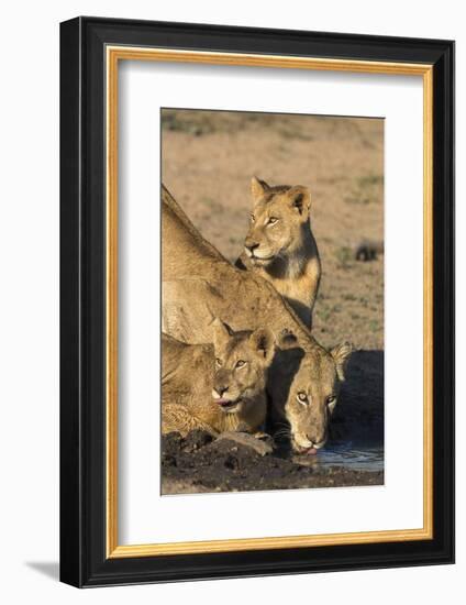 Lioness (Panthera Leo) with Two Cubs, Drinking, Kruger National Park, South Africa, Africa-Ann & Steve Toon-Framed Photographic Print