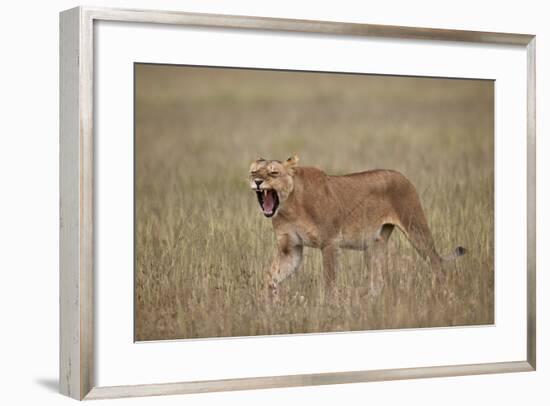 Lioness (Panthera Leo) Yawning in Tall Grass-James Hager-Framed Photographic Print