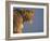 Lioness Portrait, Etosha National Park, Namibia-Tony Heald-Framed Photographic Print