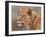 Lioness Portrait-David Stribbling-Framed Art Print