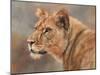 Lioness Portrait-David Stribbling-Mounted Art Print
