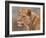 Lioness Portrait-David Stribbling-Framed Art Print
