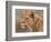 Lioness Portrait-David Stribbling-Framed Premium Giclee Print