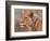 Lioness Portrait-David Stribbling-Framed Premium Giclee Print
