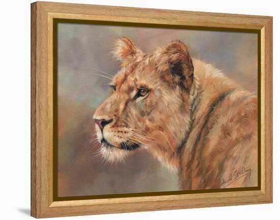 Lioness Portrait-David Stribbling-Framed Stretched Canvas