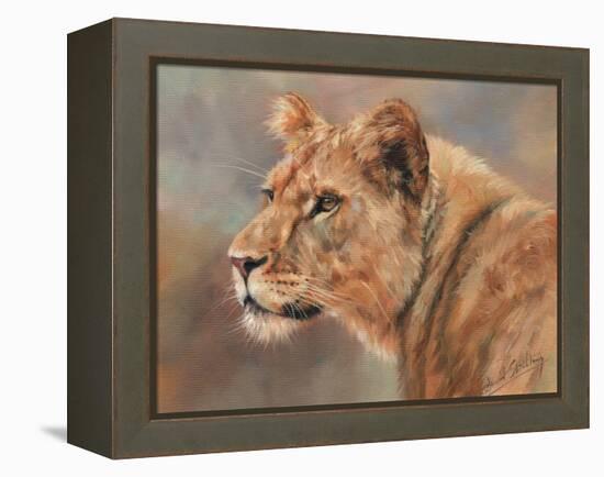 Lioness Portrait-David Stribbling-Framed Stretched Canvas