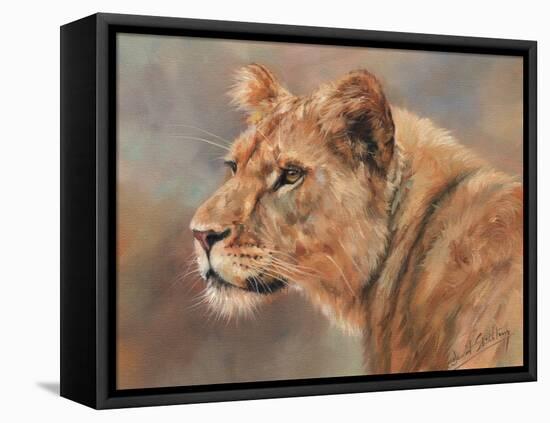 Lioness Portrait-David Stribbling-Framed Stretched Canvas