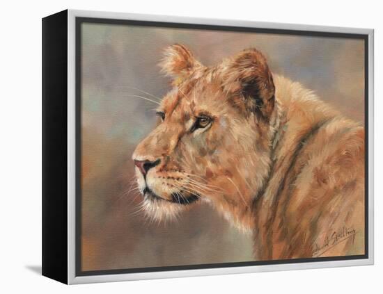 Lioness Portrait-David Stribbling-Framed Stretched Canvas