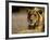 Lioness, Rare Maned Female, Okavango Delta, Botswana-Pete Oxford-Framed Photographic Print