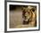 Lioness, Rare Maned Female, Okavango Delta, Botswana-Pete Oxford-Framed Photographic Print