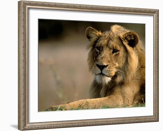 Lioness, Rare Maned Female, Okavango Delta, Botswana-Pete Oxford-Framed Photographic Print