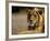 Lioness, Rare Maned Female, Okavango Delta, Botswana-Pete Oxford-Framed Photographic Print