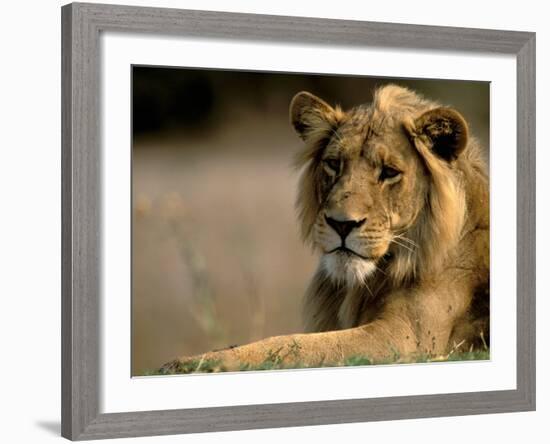 Lioness, Rare Maned Female, Okavango Delta, Botswana-Pete Oxford-Framed Photographic Print