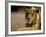 Lioness, Rare Maned Female, Okavango Delta, Botswana-Pete Oxford-Framed Photographic Print