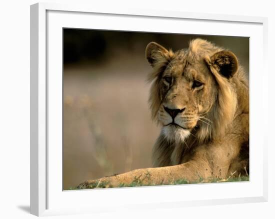 Lioness, Rare Maned Female, Okavango Delta, Botswana-Pete Oxford-Framed Photographic Print