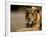 Lioness, Rare Maned Female, Okavango Delta, Botswana-Pete Oxford-Framed Photographic Print