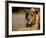 Lioness, Rare Maned Female, Okavango Delta, Botswana-Pete Oxford-Framed Photographic Print