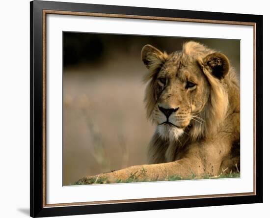 Lioness, Rare Maned Female, Okavango Delta, Botswana-Pete Oxford-Framed Photographic Print