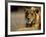 Lioness, Rare Maned Female, Okavango Delta, Botswana-Pete Oxford-Framed Photographic Print