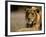 Lioness, Rare Maned Female, Okavango Delta, Botswana-Pete Oxford-Framed Photographic Print