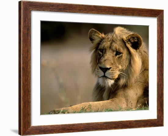 Lioness, Rare Maned Female, Okavango Delta, Botswana-Pete Oxford-Framed Photographic Print