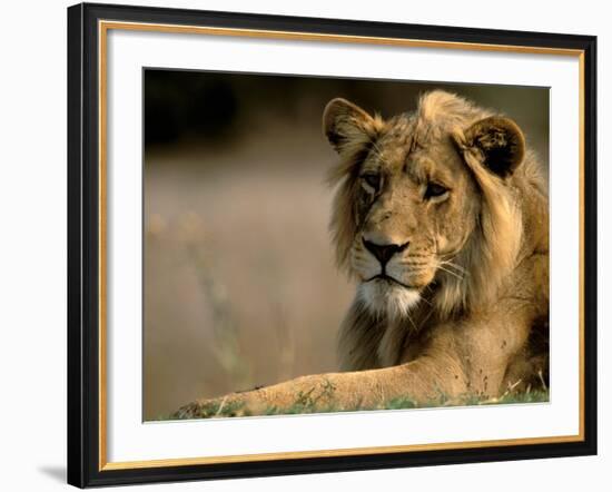 Lioness, Rare Maned Female, Okavango Delta, Botswana-Pete Oxford-Framed Photographic Print