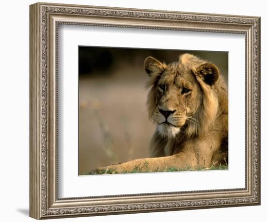 Lioness, Rare Maned Female, Okavango Delta, Botswana-Pete Oxford-Framed Photographic Print