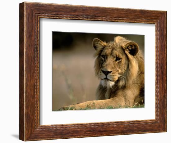 Lioness, Rare Maned Female, Okavango Delta, Botswana-Pete Oxford-Framed Photographic Print