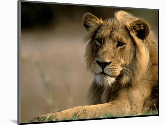 Lioness, Rare Maned Female, Okavango Delta, Botswana-Pete Oxford-Mounted Photographic Print