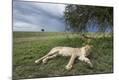 Photographic Print