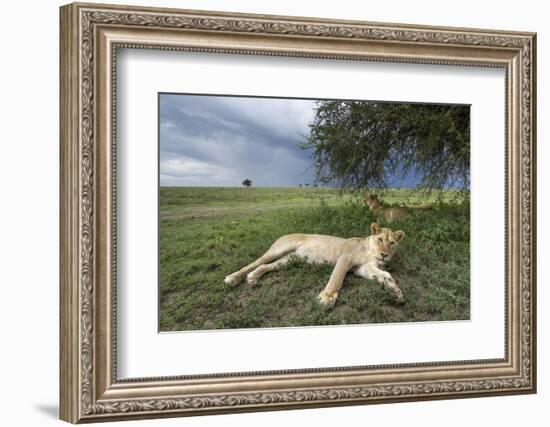 Lioness Resting on Savanna-null-Framed Photographic Print