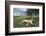 Lioness Resting on Savanna-null-Framed Photographic Print