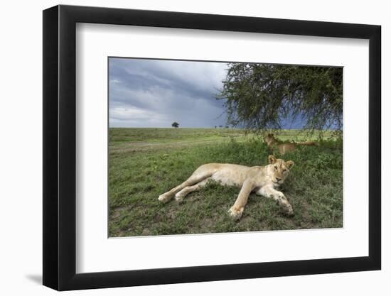 Lioness Resting on Savanna-null-Framed Photographic Print