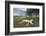 Lioness Resting on Savanna-null-Framed Photographic Print