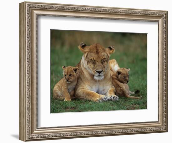 Lioness Resting with Cubs-Joe McDonald-Framed Photographic Print