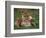 Lioness Resting with Cubs-Joe McDonald-Framed Photographic Print