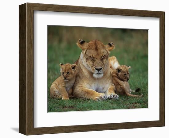 Lioness Resting with Cubs-Joe McDonald-Framed Photographic Print