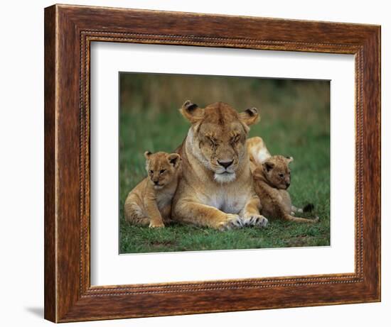 Lioness Resting with Cubs-Joe McDonald-Framed Photographic Print