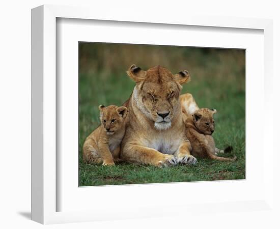 Lioness Resting with Cubs-Joe McDonald-Framed Photographic Print