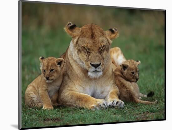 Lioness Resting with Cubs-Joe McDonald-Mounted Photographic Print